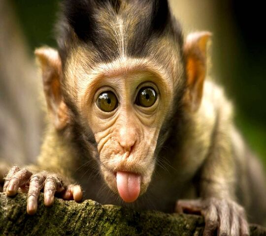 Macaco engraçado e fofo Papel de parede de celular HD