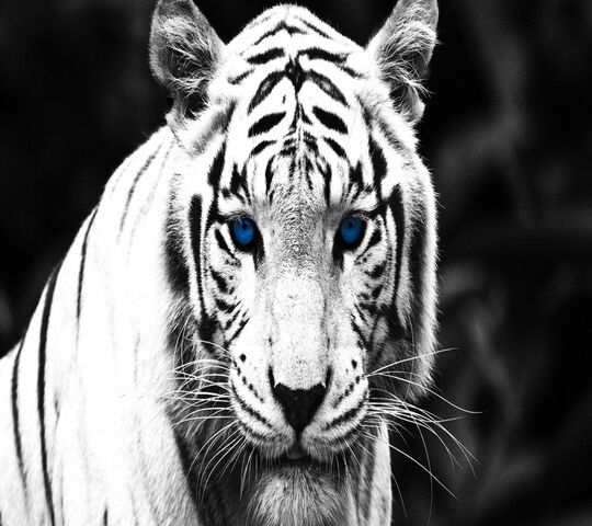 Tiger Wallpaper - Download to your mobile from PHONEKY