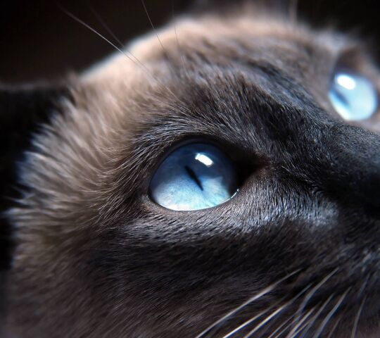 Wallpaper Kucing Hitam Mata Biru - Gambar Binatang lucu