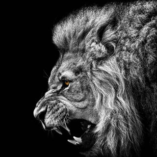 Lion Noir Fond D Ecran Telecharger Sur Votre Mobile Depuis Phoneky