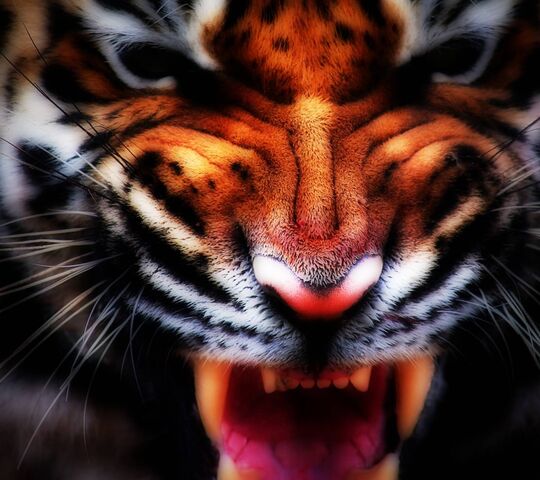 Fierce Tiger Cool Wallpapers  Free Wild Animals Wallpapers iPhone