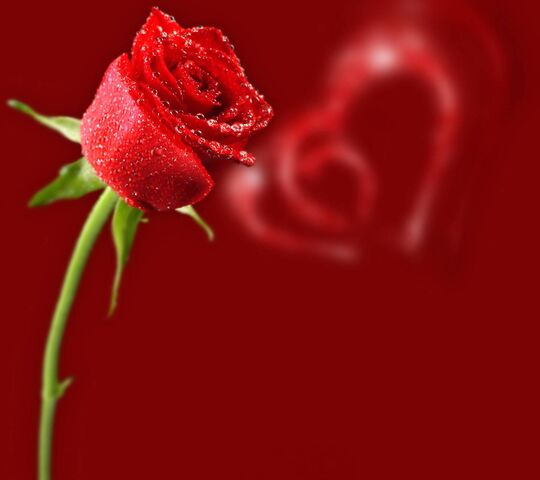 beautiful rose wallpaper Images • Priyanka Gaur (@1812237615) on ShareChat