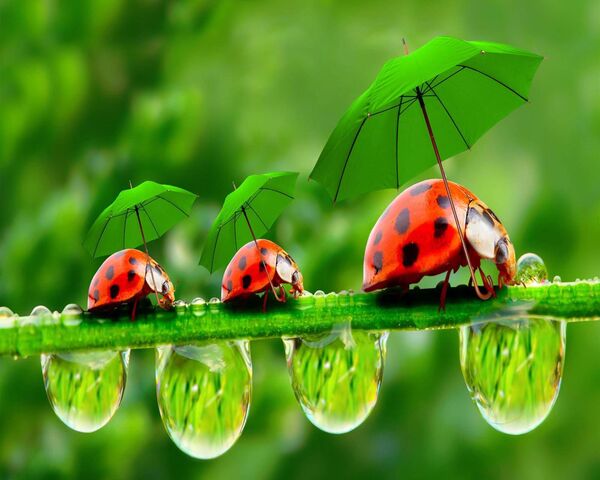 Dew Ladybugs Fond d'écran - Télécharger sur votre mobile depuis PHONEKY