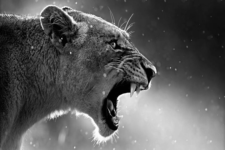 Angry Lion Wallpaper - Download to your mobile from PHONEKY