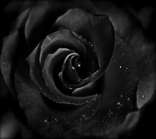 Hoa hồng đen là biểu tượng cho sự độc đáo và sự bí ẩn. Với màu đen đầy quyến rũ, hoa hồng trở thành một điều đặc biệt trong thế giới hoa. Hãy xem những hình ảnh hoa hồng đen để cảm nhận được sự sang trọng và thanh lịch của chúng.