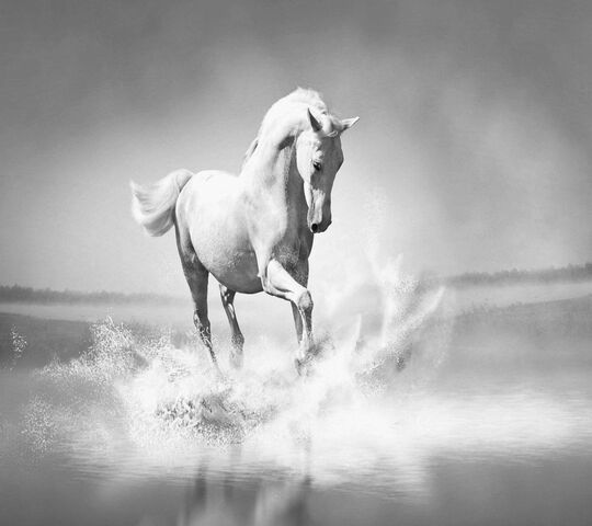 White Horse Wallpaper - Download to your mobile from PHONEKY