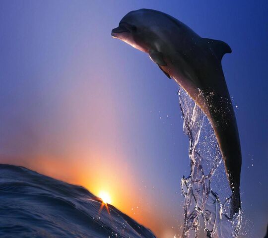 Dolphin Jump Wallpaper - Download to your mobile from PHONEKY