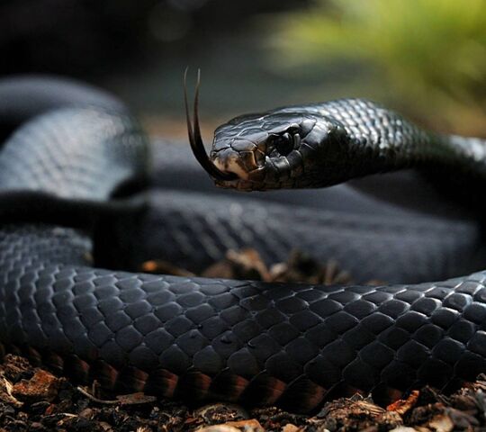 Con rắn đen Ảnh nền - Tải xuống điện thoại di động của bạn từ PHONEKY