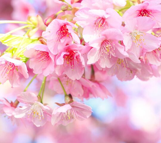 Spring Sakura Wallpaper - Download to your mobile from PHONEKY