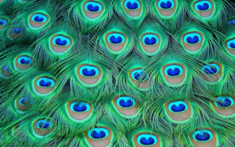 خلفيات طاووس ملون