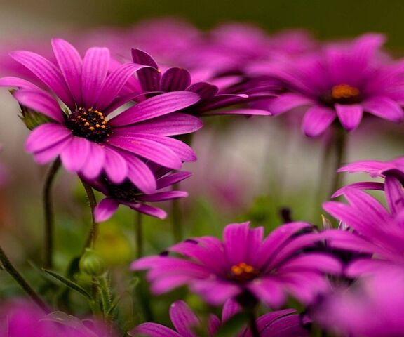 Purple Daises Wallpaper - Download to your mobile from PHONEKY