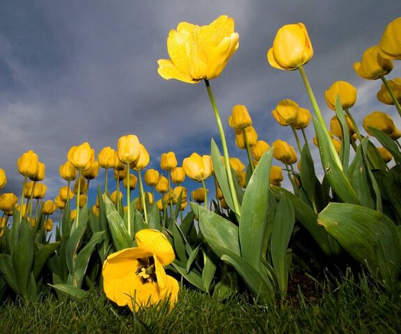 Tulipe jaune Fond d'écran - Télécharger sur votre mobile depuis PHONEKY