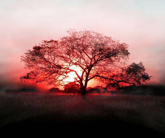An Image Of A Tree With A Red Reflection In The Water Background Most  Beautiful Picture In The World Background Image And Wallpaper for Free  Download
