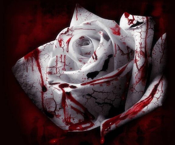 Blood Rose Wallpaper - Download to your mobile from PHONEKY