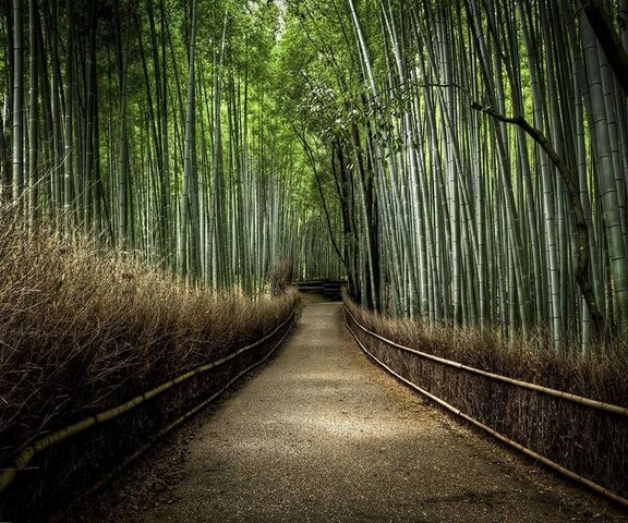 28029 Bamboo Forest Wallpaper Images Stock Photos  Vectors  Shutterstock