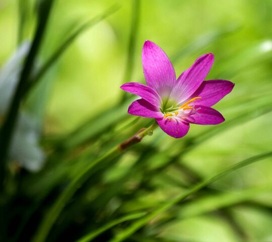 รายการ 96+ ภาพพื้นหลัง ดอกไม้ฤดูร้อน ครบถ้วน