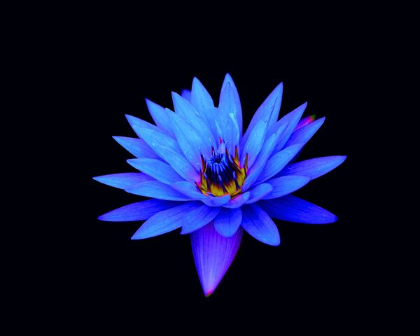Bạn yêu thích hoa sen tím? Hãy trang trí màn hình máy tính của mình với hình ảnh hoa sen tím ấn tượng nhất! Từ những đọa sen đang nở rực rỡ, cùng với hình nền xanh lục, chúng tôi đã tạo ra bức hình nền độc đáo và ấn tượng nhất. Hãy truy cập ngay để tải ngay hình ảnh mà bạn yêu thích nhé!
