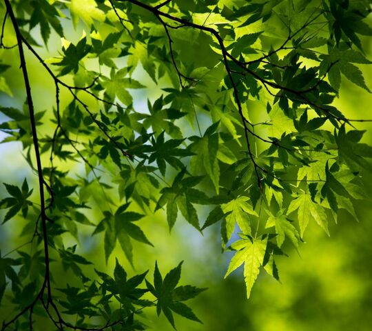 Green Summer Leaves Wallpaper - Download to your mobile from PHONEKY