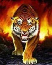 Khám phá với hơn 106 hình ảnh con hổ lửa hay nhất  Tin Học Vui