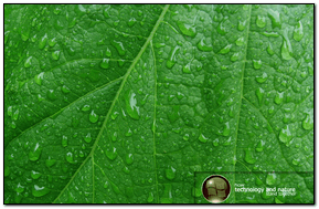 Zielony liść Vista004