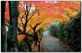 Autumn Colors Kyoto Japan