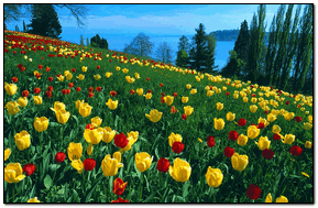 A Tulips Place