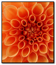 Pomarańczowy kwiat
