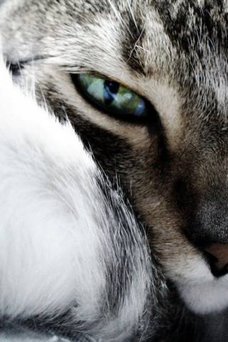 Eye Cat 2