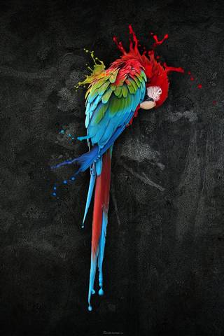 Parrot Dark Paint