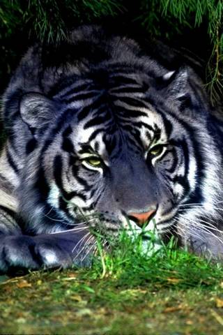 Tigre prateado