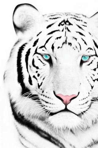 белый тигр