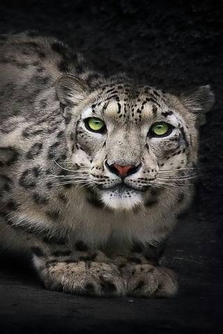 Leapord