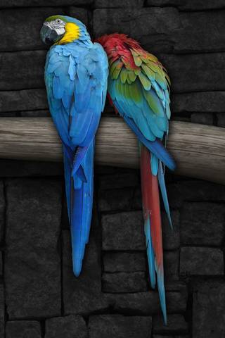 Perroquets aimants