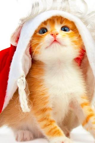 Kitten Holiday