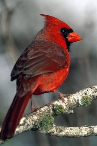 Burung Merah