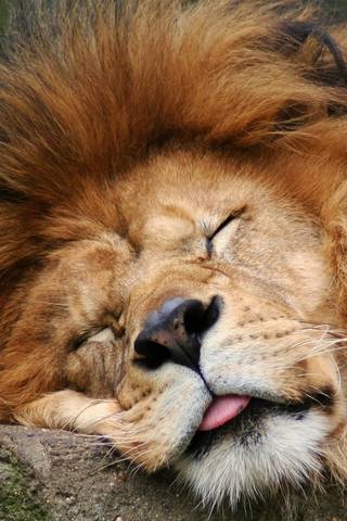Leão dormindo