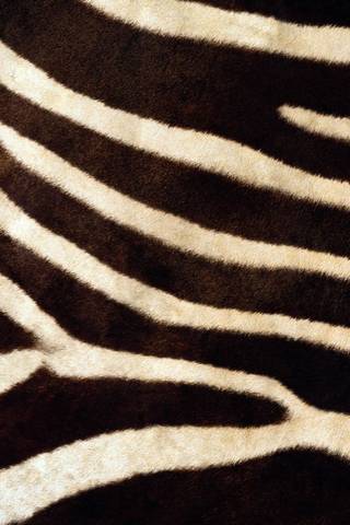 Pele de zebra