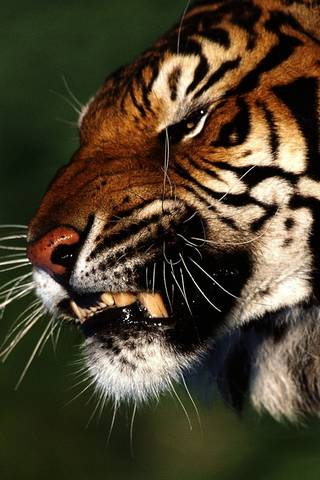 Wütender Tiger