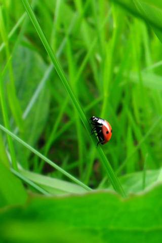 Coccinel