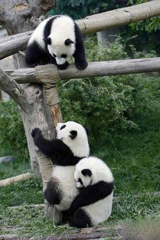 Panda minore