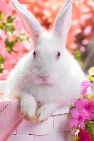 Sevimli tavşan