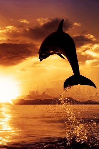 Sunset Dolphin