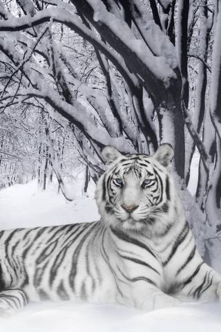 білий тигр