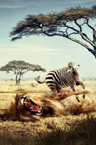 Zebra VS Lion