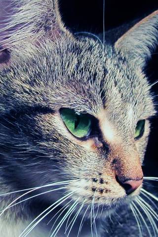 Kedi gözleri