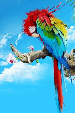 Papagaio colorido