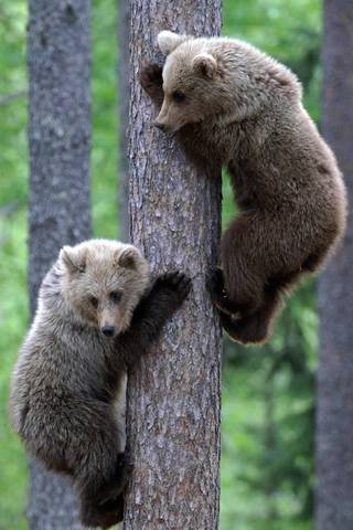 Beruang Cubs