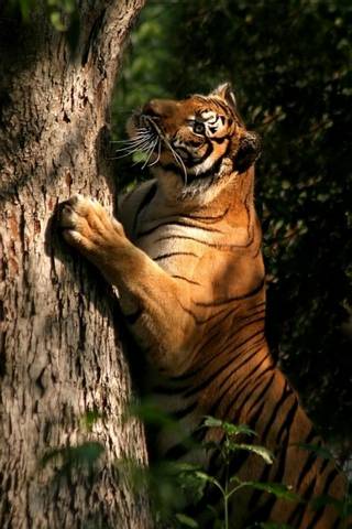 Tiger Scratchin