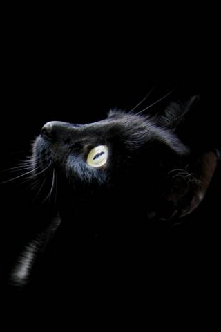 แมวดำ