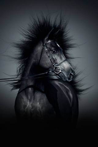Темная лошадь Ифо